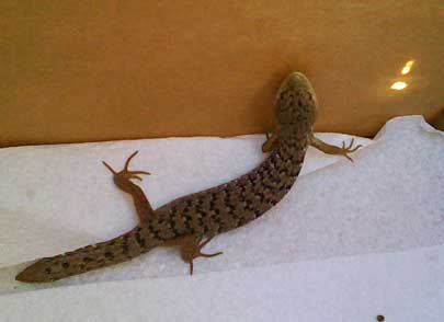 Big Lizard In My Petaluma Backyard Big Lizard In My Petaluma Backyard