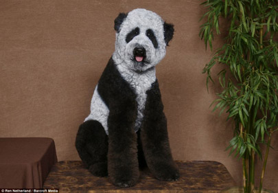See Poodle Panda large