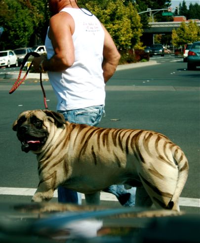 Striped Tiger Dog