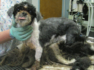 Neglected Pooch Gets 9 Lb Haircut doghair_ani